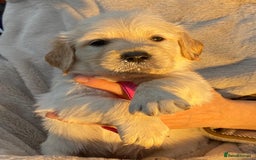 Golden Retriever dogs for sale: Outstanding Golden Retriever Puppies - Image 11