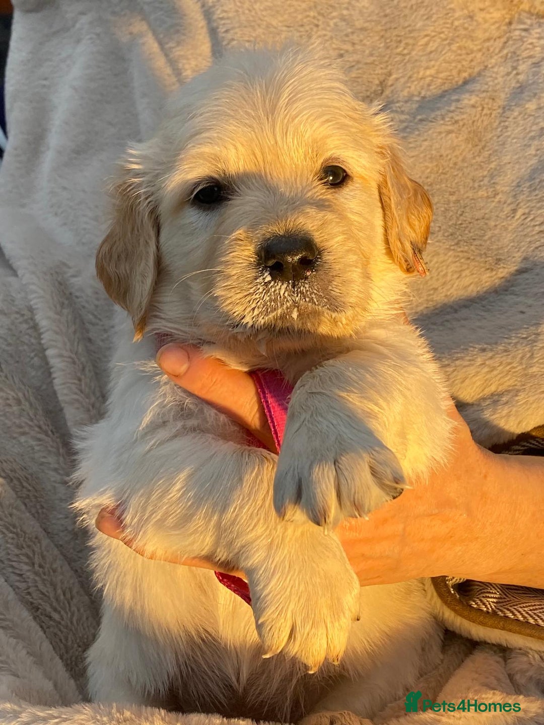 Golden Retriever dogs for sale: Outstanding Golden Retriever Puppies - Image 11