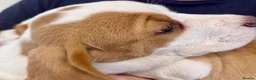 Beagle dogs for sale: KC REGISTERED MALE PUPPY - Advert 4