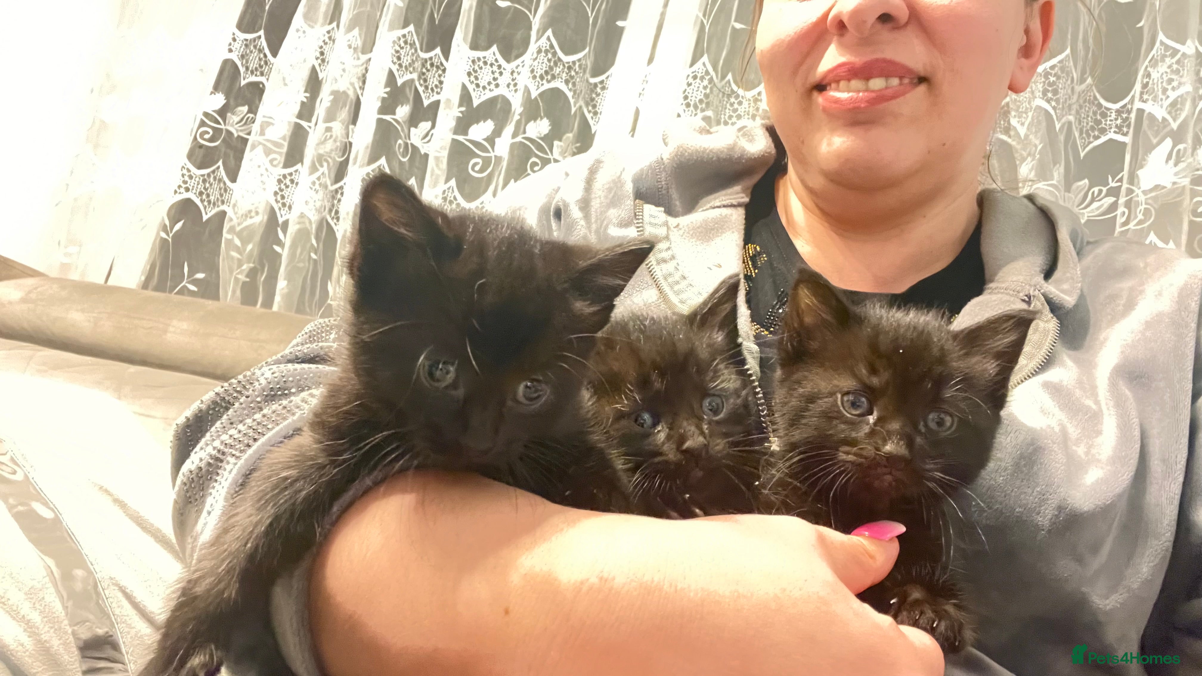 Mixed Breed cats Kittens available now london - Advert 2