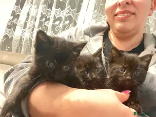 Mixed Breed cats Kittens available now london - Advert 2