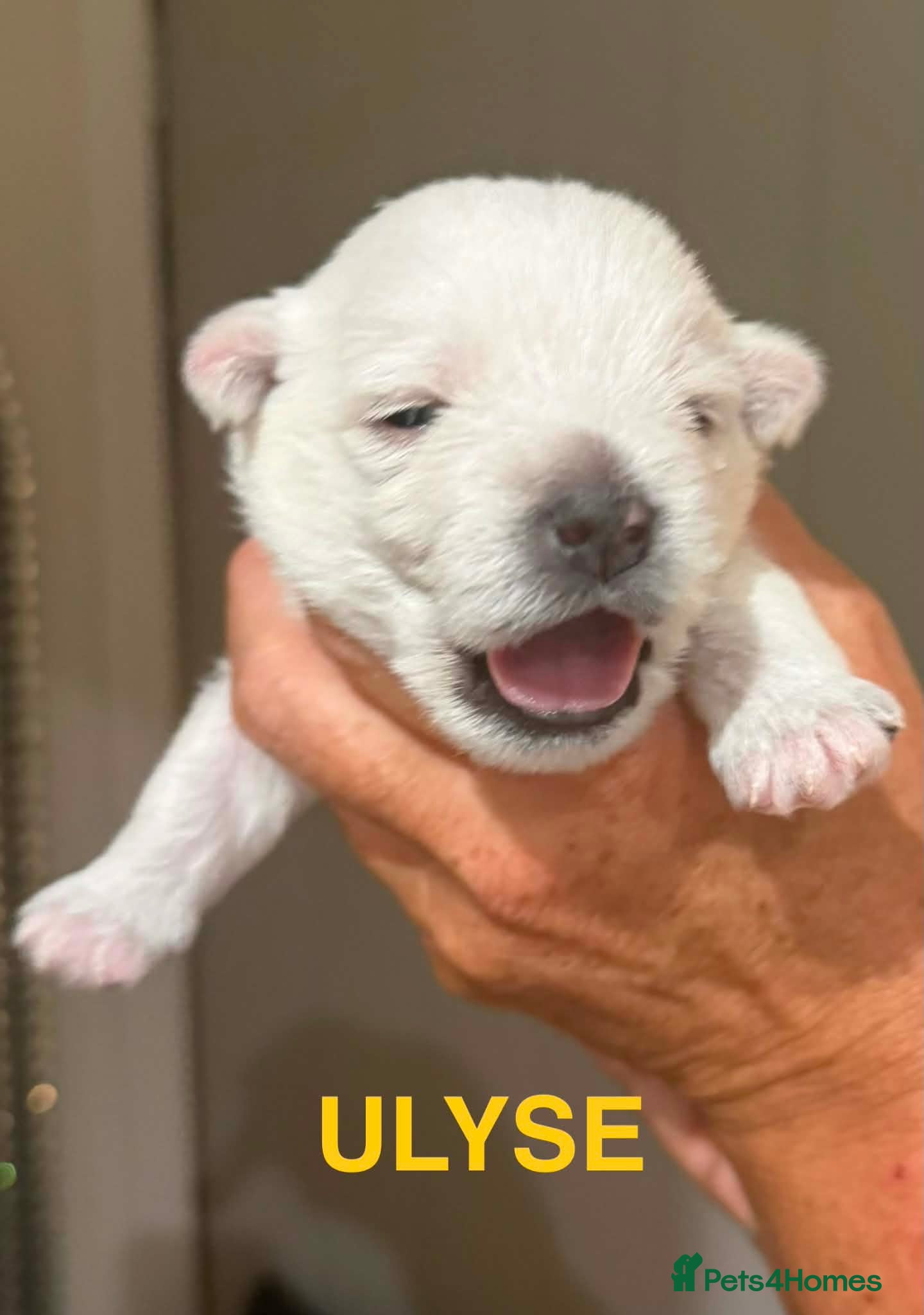 West Highland Terrier Puppy 3