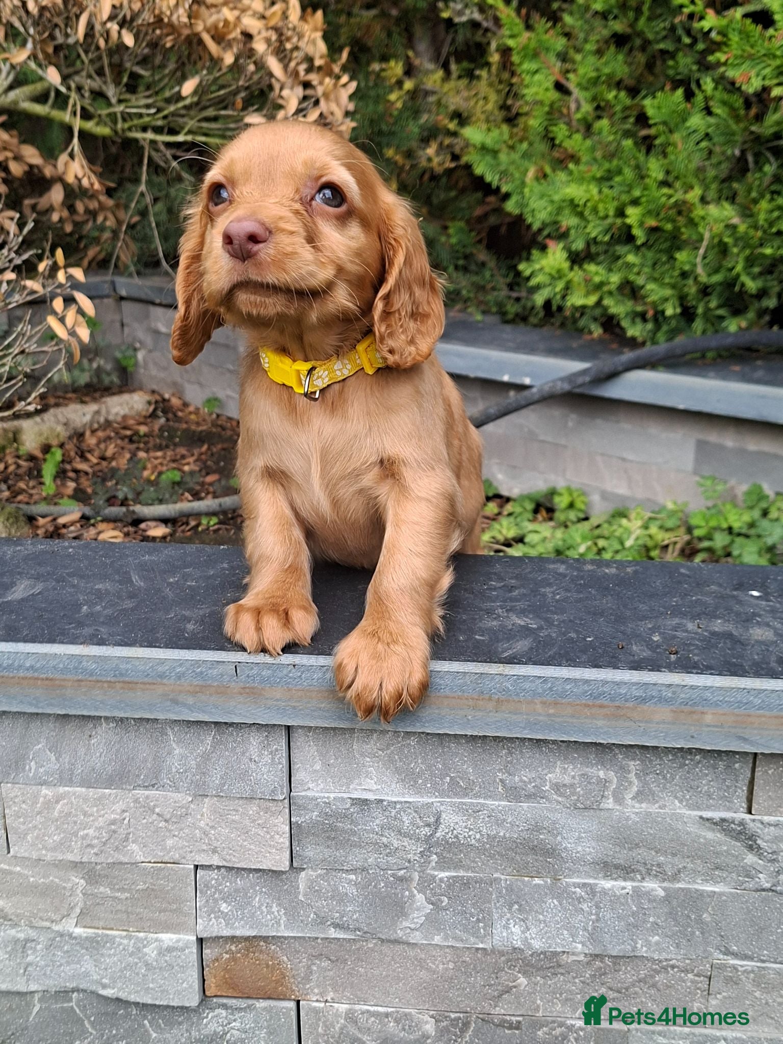 Cocker Spaniel dogs Kc reg hereditary clear working cocker spaniels - Advert 1