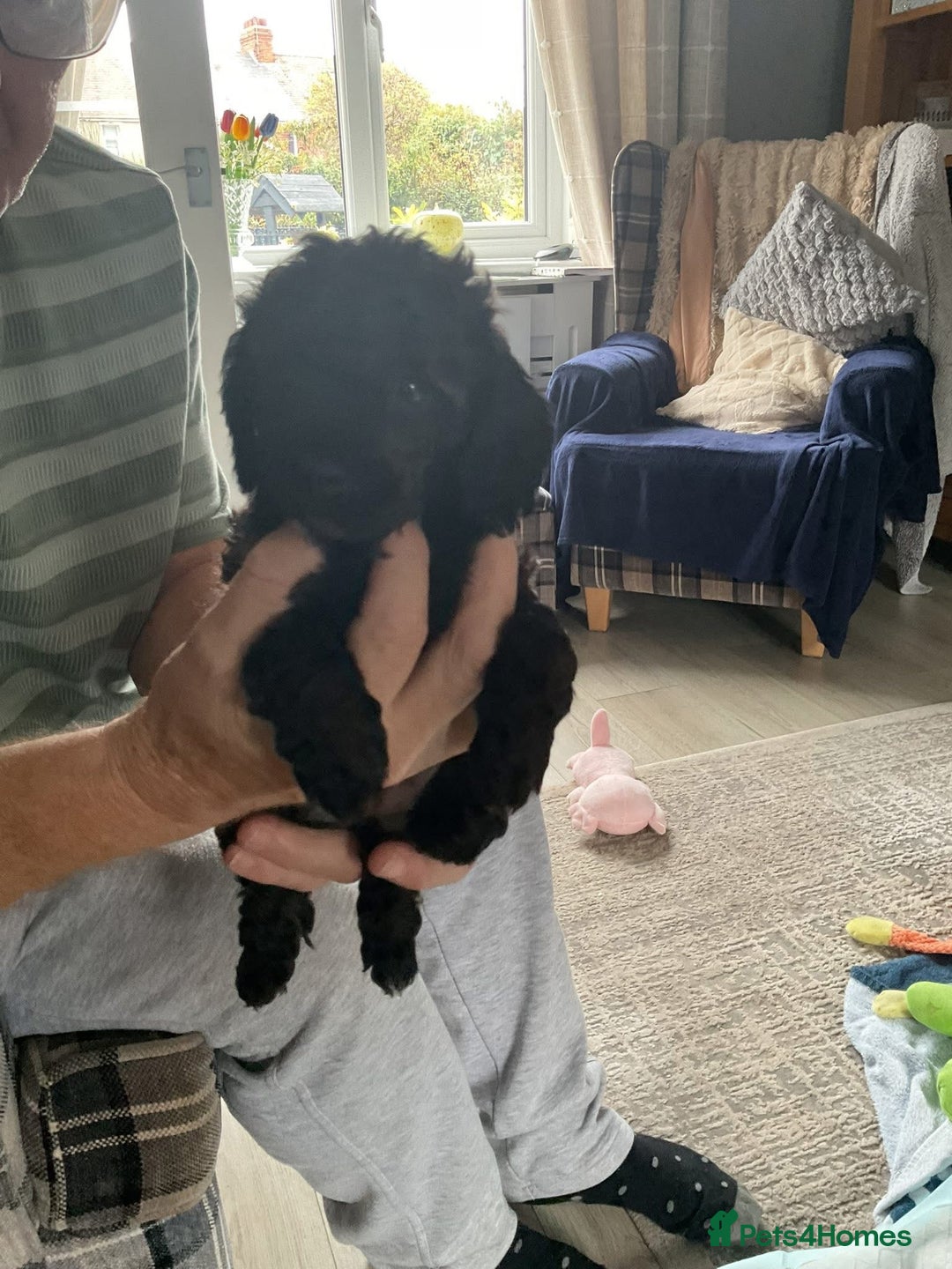 Toy Poodle dogs for sale: Toy poodle - Image 6