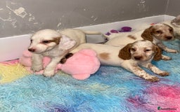 Cocker Spaniel dogs for sale: Cocker spaniel puppies  - Image 7
