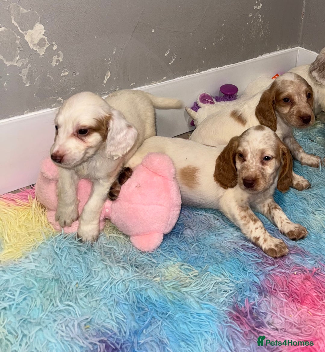 Cocker Spaniel dogs for sale: Cocker spaniel puppies  - Image 7