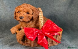 Cavapoo dogs for sale: F1B Cavapoo health tested boutique breeder - Image 8