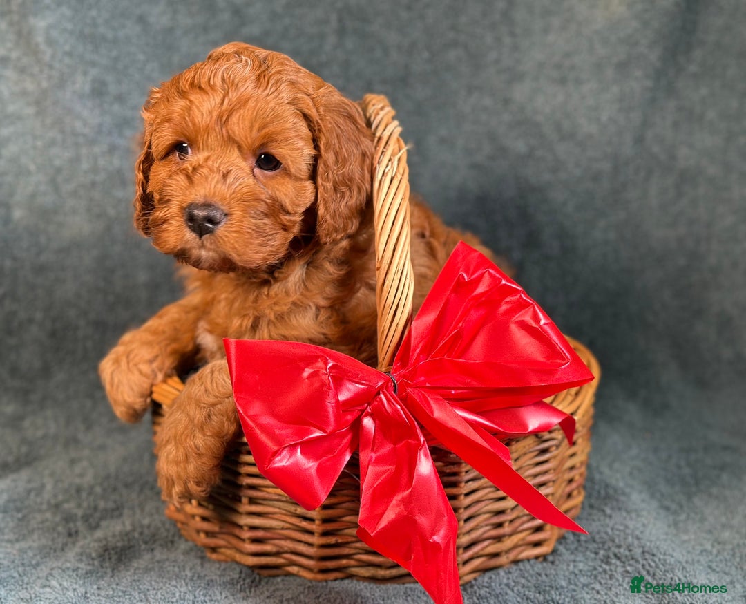 Cavapoo dogs for sale: F1B Cavapoo health tested boutique breeder - Image 8