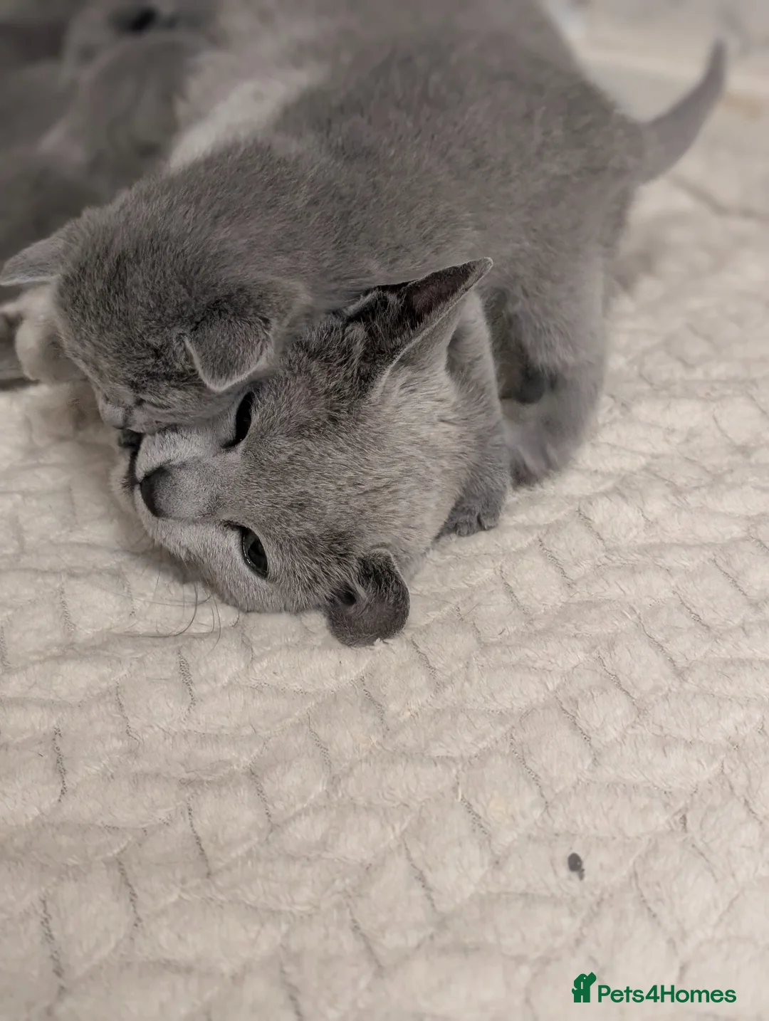 Russian Blue cats for sale: Stunning Full Pedigree Russian Blue  - Advert 2