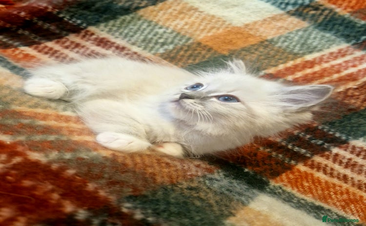 Ragdoll cats - Advert 6