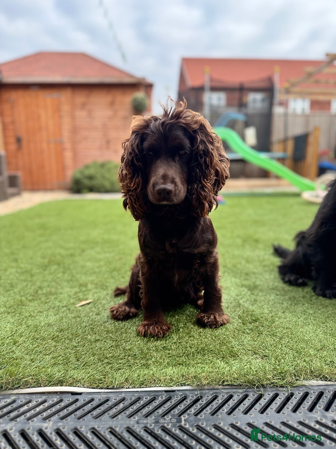 Cocker Spaniel dogs for sale: Cocker spaniel  - Advert 2