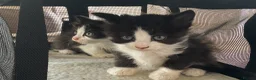 Mixed Breed cats for sale: Kittens ✨ in Romsey - Advert 2