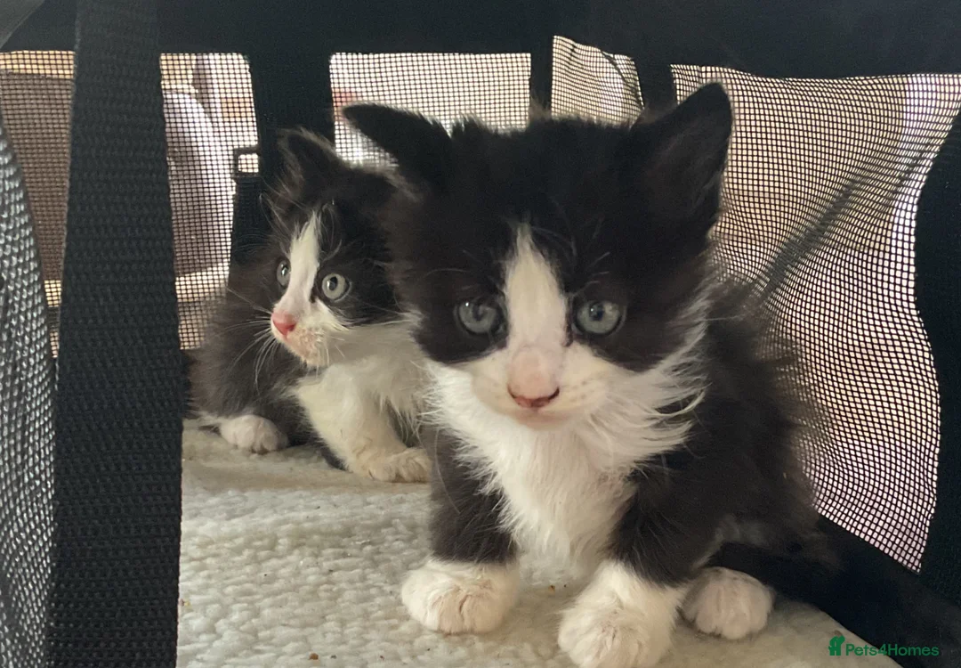 Mixed Breed cats for sale: Kittens ✨ in Romsey - Advert 2