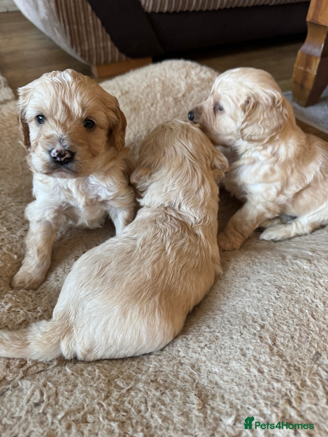 Cockapoo dogs for sale: F1 Cockerpoos - Advert 7