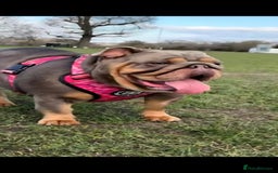 English Bulldog dogs for sale: Female 3 years old  - Image 3