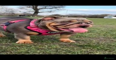 English Bulldog dogs - Advert 8