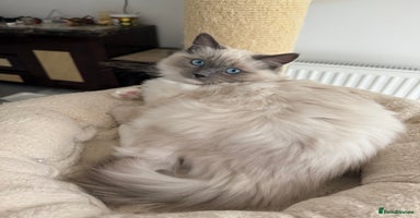 Ragdoll cats - Advert 14