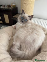 Ragdoll cats - Advert 3