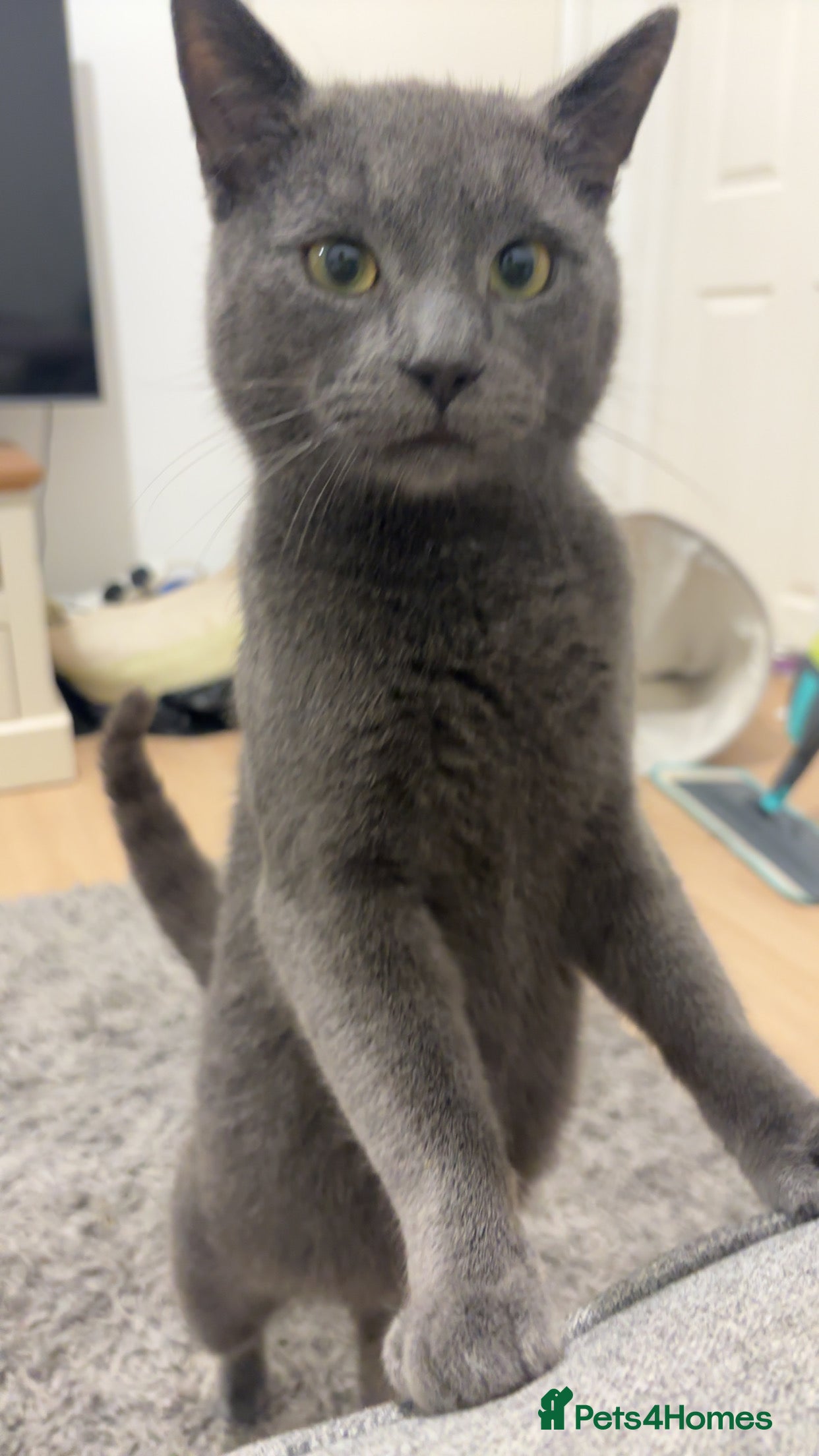 Russian Blue cats Russian blue  - Advert 4