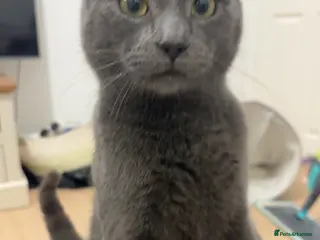 Russian Blue cats Russian blue - Advert 8