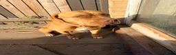 Mixed Breed dogs for sale: Beautiful Mastiff mixed breed  - Advert 3