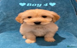 Goldendoodle dogs for sale: F1B Goldendoodles - Image 9