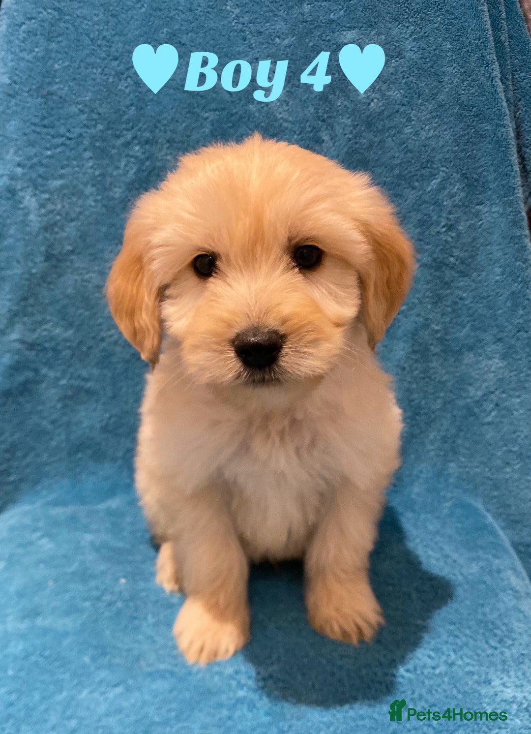 Goldendoodle dogs for sale: F1B Goldendoodles - Image 9