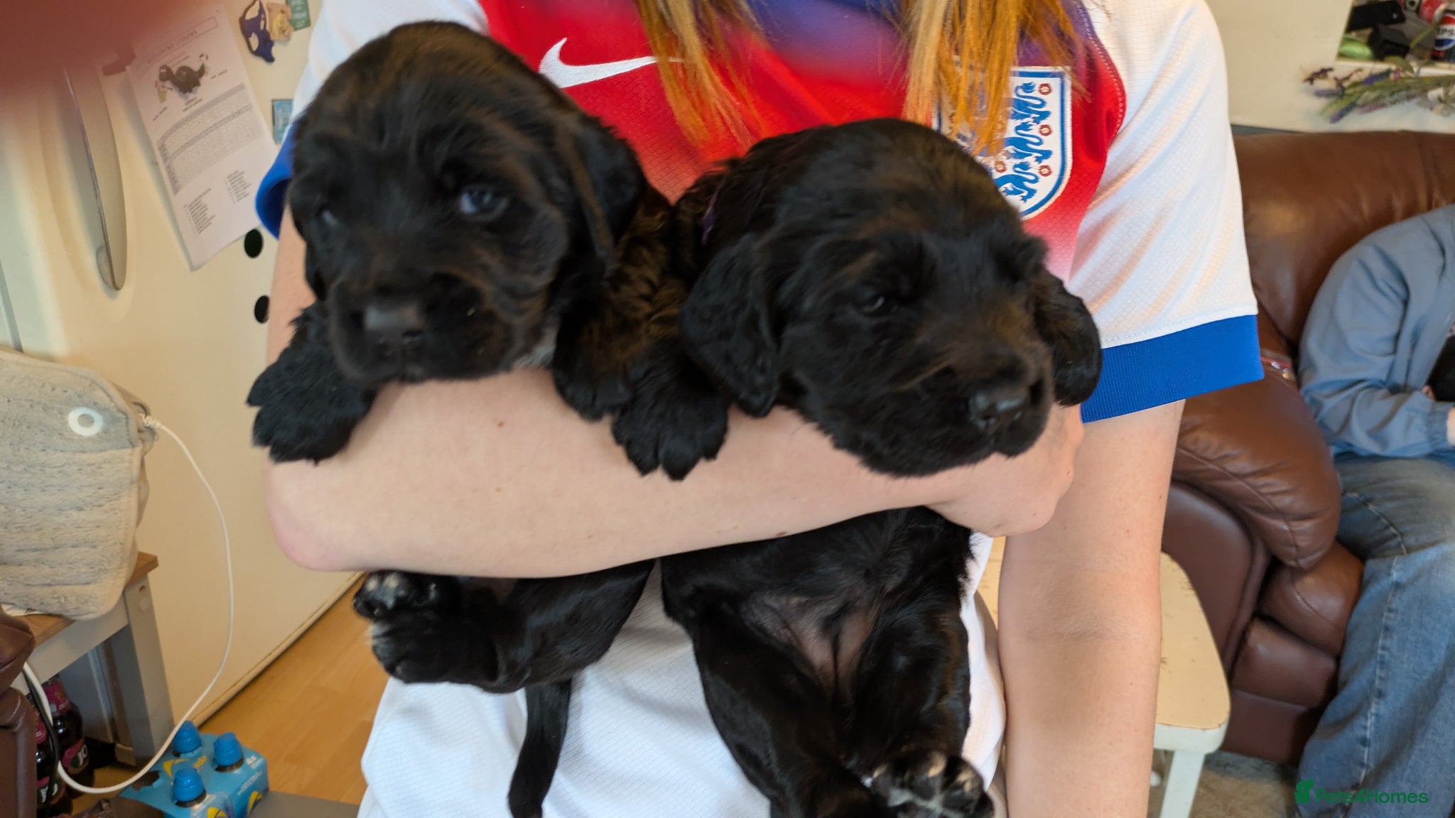 Sprocker dogs Sprocker puppies - Advert 2