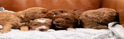 Goldendoodle dogs for sale: WAITING LIST OPEN - AUSSIE DOODLES  - Advert 4
