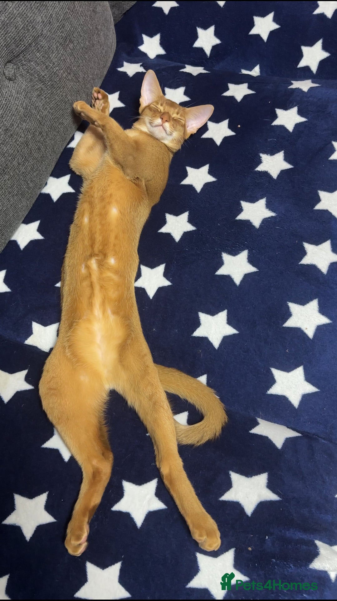 Abyssinian cats for sale: 1 sorrel Abyssinian Kitten left , Champion Line  - Advert 4