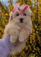Maltipoo dogs F1 tiny Maltipoo Puppies 2 girls remaining!! - Advert 1