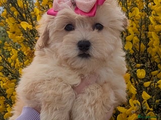 Maltipoo dogs F1 tiny Maltipoo Puppies - Advert 13