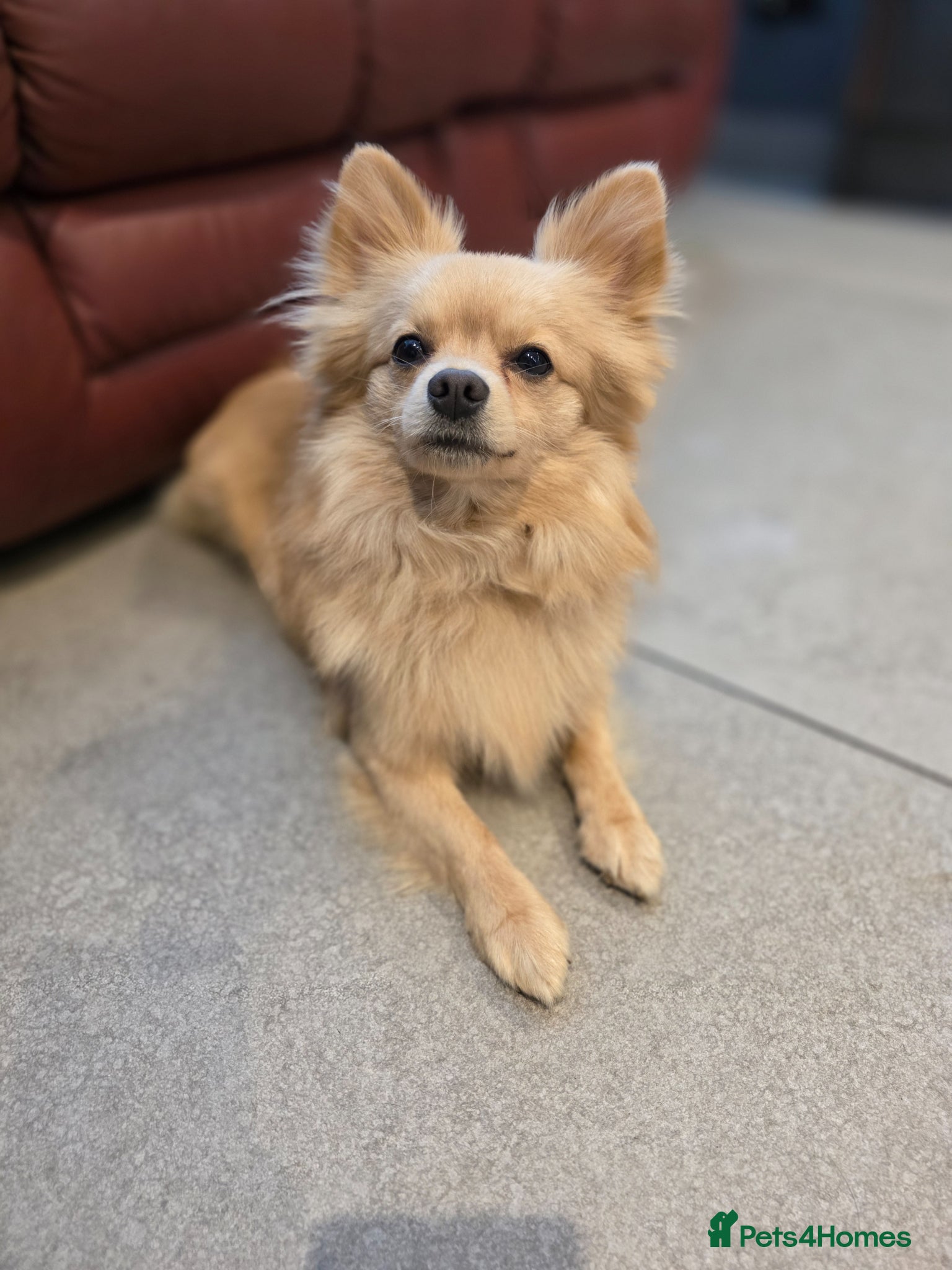 Pomchi dogs 🐶 Gorgeous 1 year old Rare Blonde Tiny Pomchi 🥰 - Advert 2