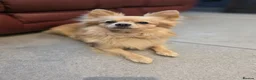 Pomchi dogs for sale: 🐶 Gorgeous 1 year old Rare Blonde Tiny Pomchi 🥰 - Advert 1