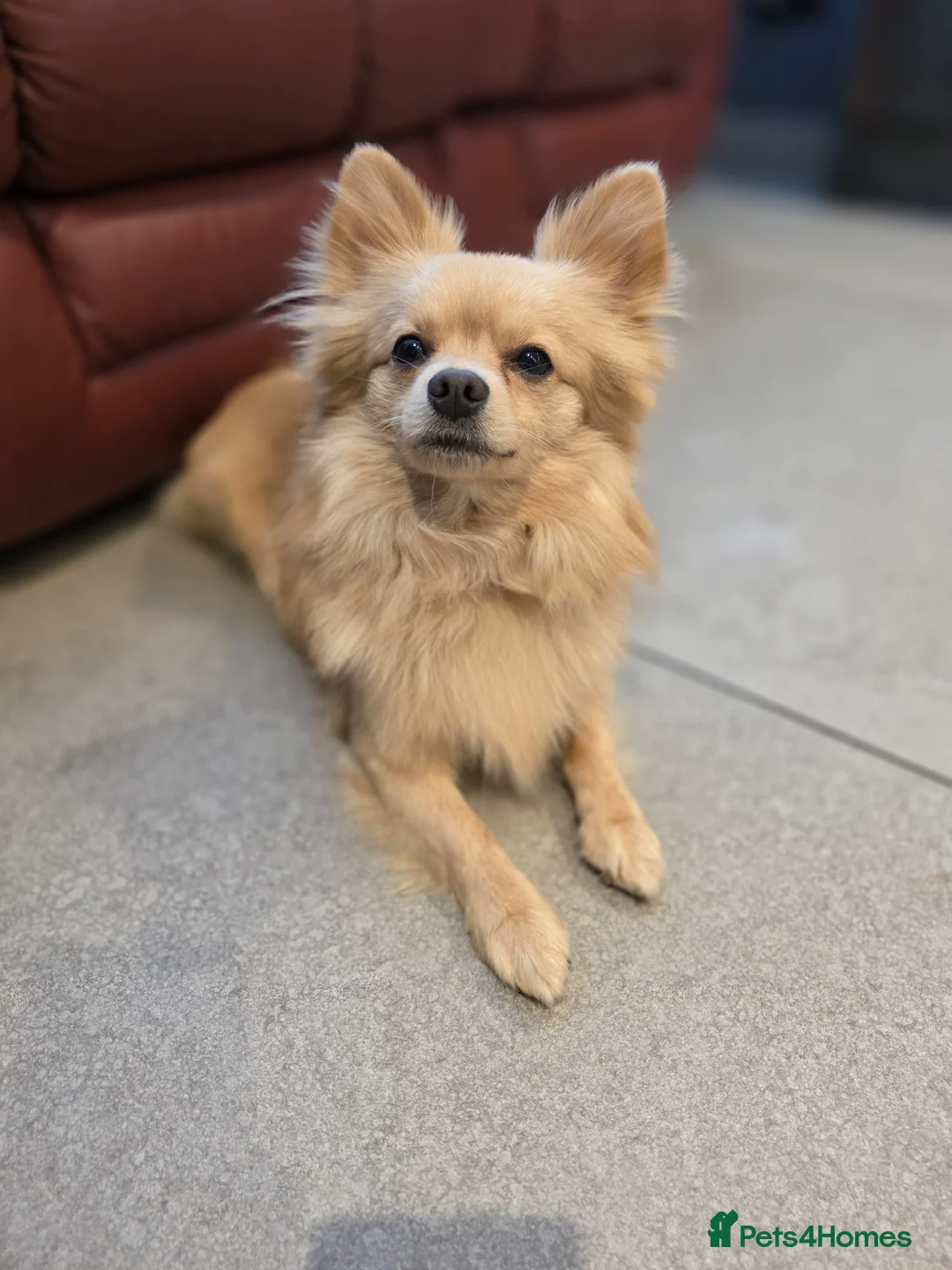 Pomchi dogs for sale: 🐶 Gorgeous 1 year old Rare Blonde Tiny Pomchi 🥰 - Advert 1
