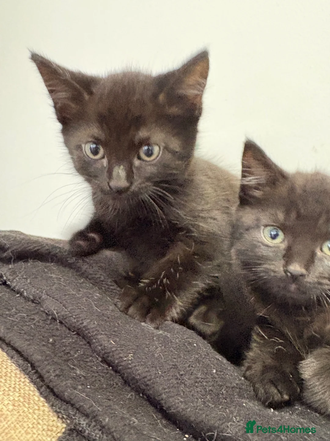 Mixed Breed cats for sale: 3 kittens  - Advert 2