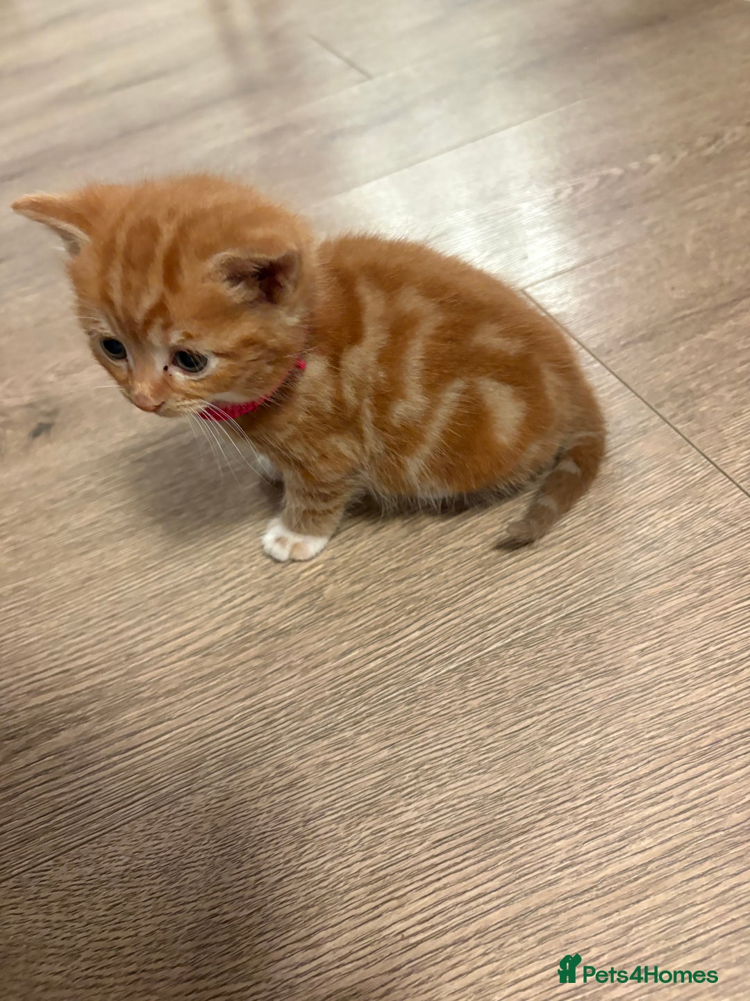 Mixed Breed cats for sale: Now Reserved Beautiful Ginger Male Kitten 4 weeks - Advert 4