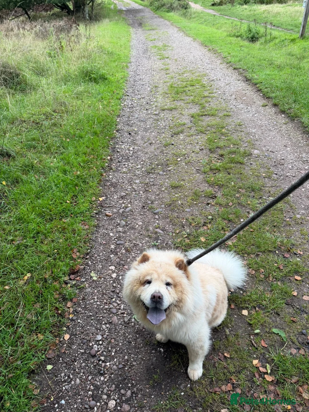 Chow Chow dogs for sale: Bella the chow chow  in Stafford - Advert 5