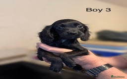 Cocker Spaniel dogs for sale: Beautiful cocker spaniel puppies ready now - Image 20