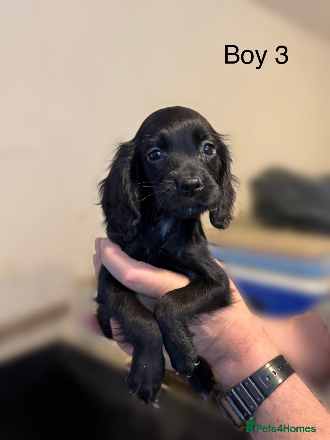 Cocker Spaniel dogs for sale: Beautiful cocker spaniel puppies ready now - Image 20