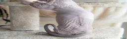 Sphynx cats for sale: Champion bambino sphynx  - Advert 5