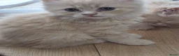 Siberian cats for sale: 6 beautiful Siberian kittens  - Advert 5