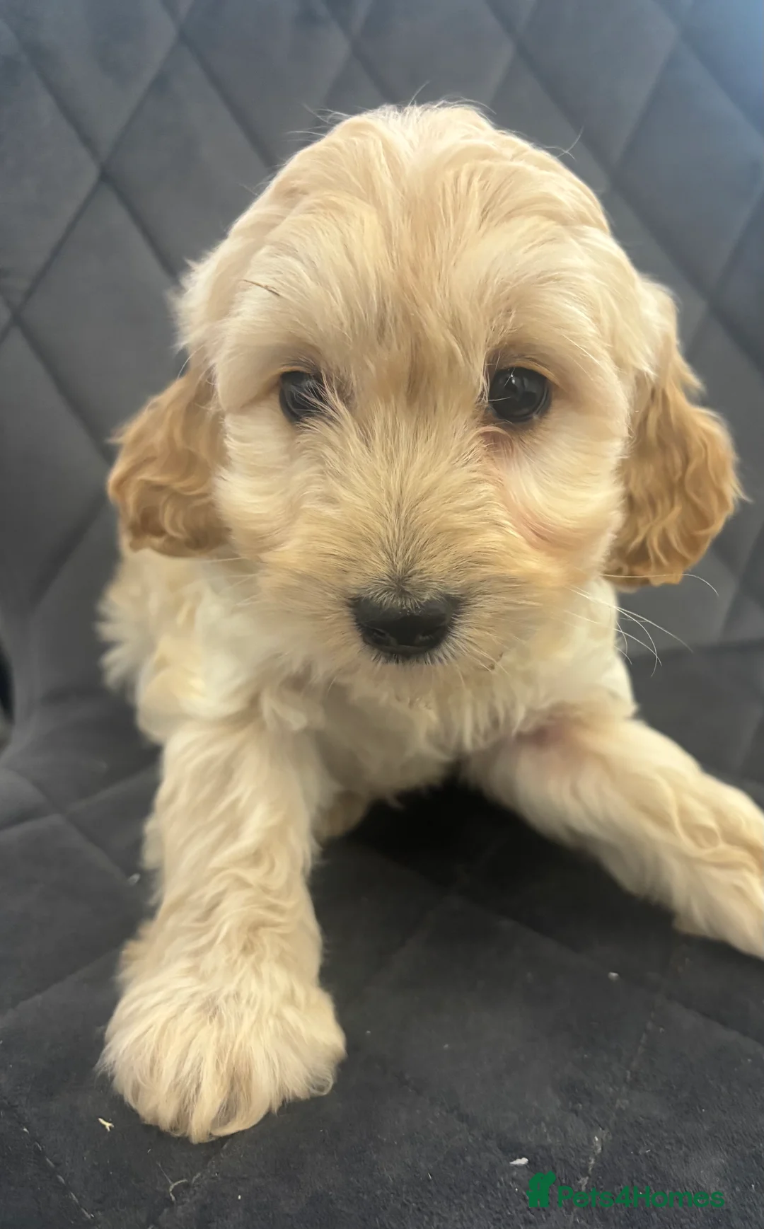 Cavapoo dogs for sale: F1 Ruby Red Cavapoo pups  - Advert 3
