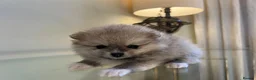 Pomeranian dogs for sale: Pomempire KC Pomeranian – Orange Teddy Bear Boy - Advert 17