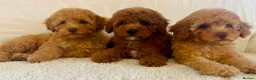 Toy Poodle dogs for sale: Toy poodle puppies  in Wakefield - Advert 20