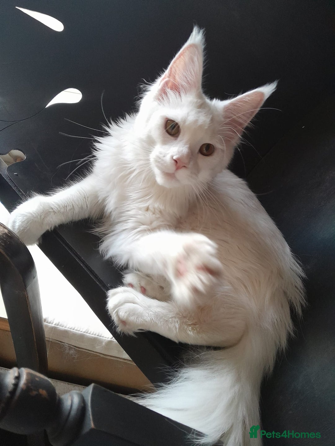 Maine Coon cats for sale: Solid white MaineCoon girl TICA - Advert 20