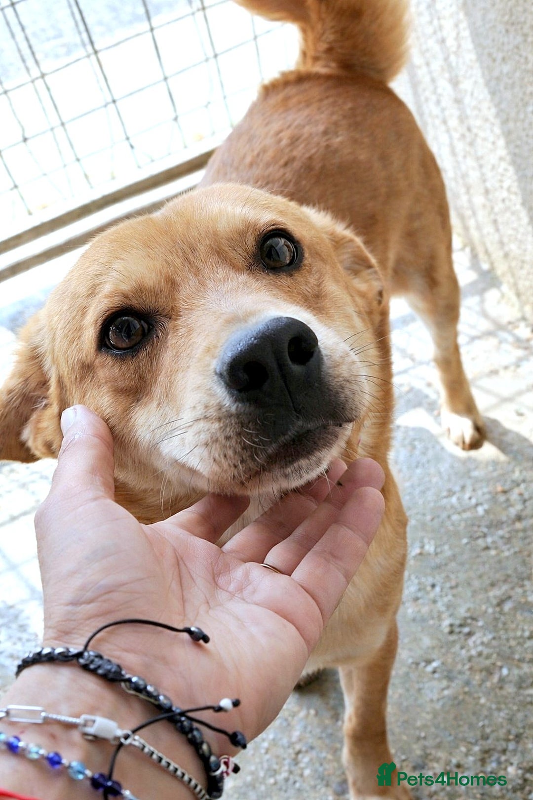 Mixed Breed dogs for adoption: Yumi – a soft heart waiting for love ❤️🐾 - Advert 1