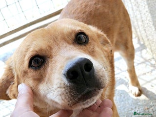 Mixed Breed dogs Yumi – a soft heart waiting for love ❤️🐾 - Advert 6