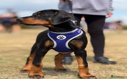 Dobermann dogs for sale: 1 Boy available Exceptional European Doberman - Image 6