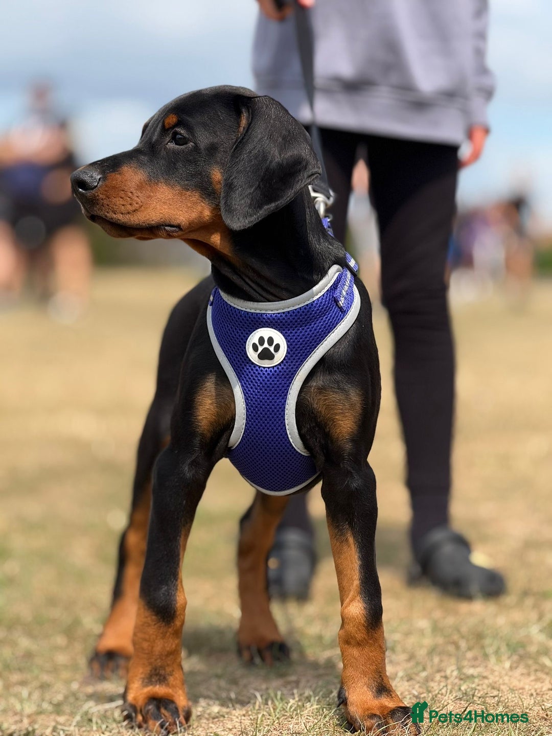 Dobermann dogs for sale: 1 Boy available Exceptional European Doberman - Image 6